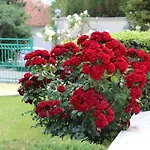 Zora فندق