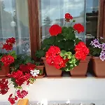 Zora Szálloda Napospart