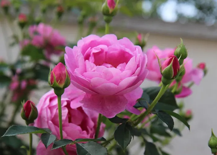 Zora 3* Sluneční pobřeží