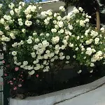 Zora Σάνι Μπιτς